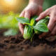 Mains de jardinier plantant des jeunes concombres dans la terre