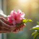 Mains délicates prenant une branche de rhododendron en gros plan